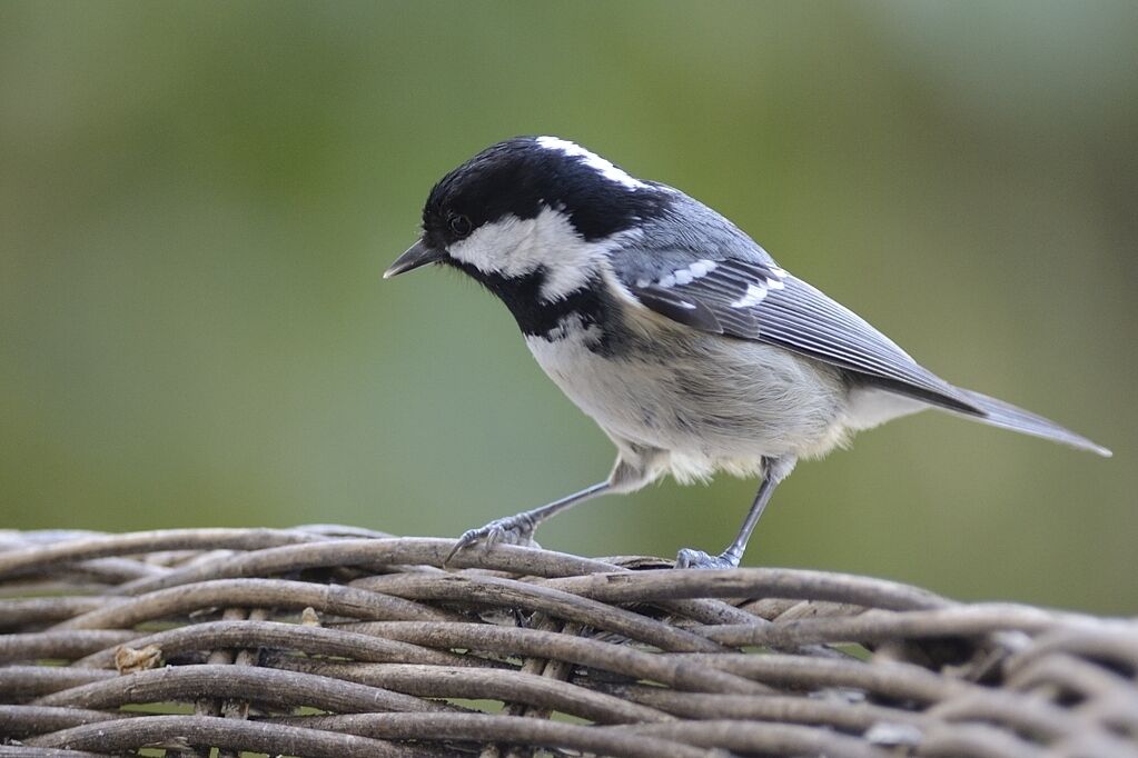 Mésange noireadulte internuptial