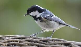 Coal Tit