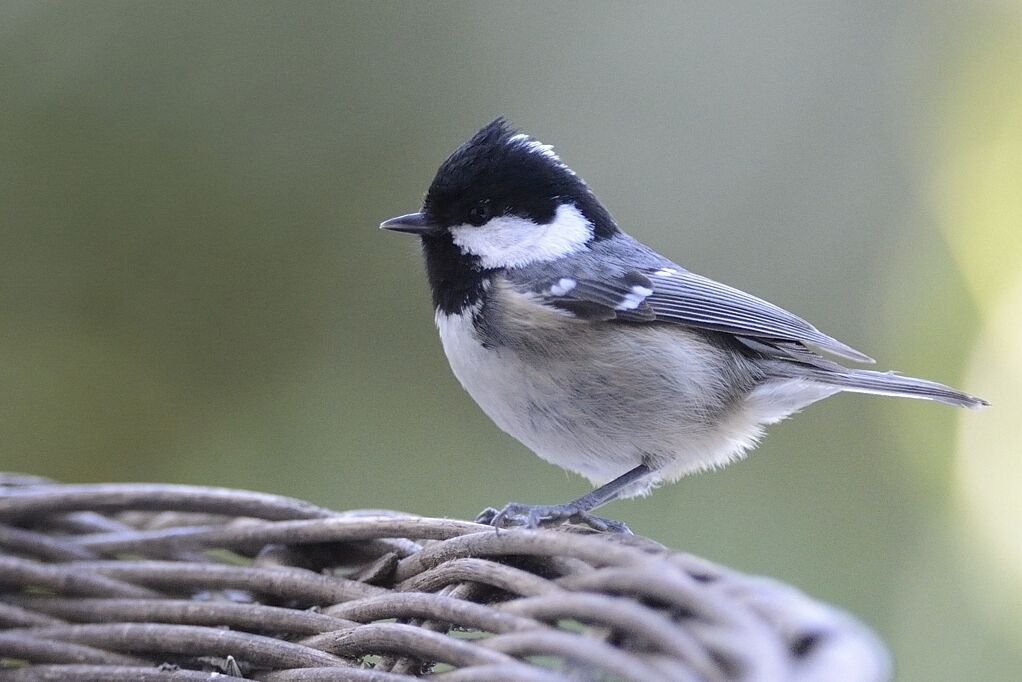 Coal Titadult post breeding, close-up portrait