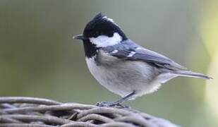 Coal Tit