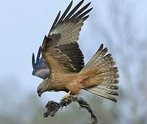 Black Kite