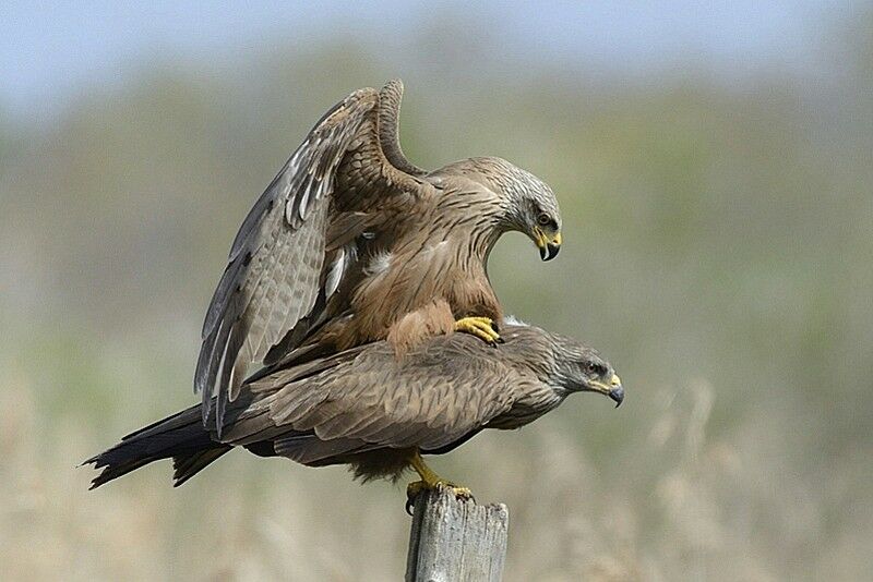 Black Kite adult, Behaviour