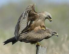 Black Kite