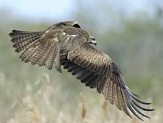 Black Kite