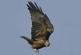 Black Kite