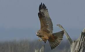 Black Kite