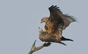 Black Kite