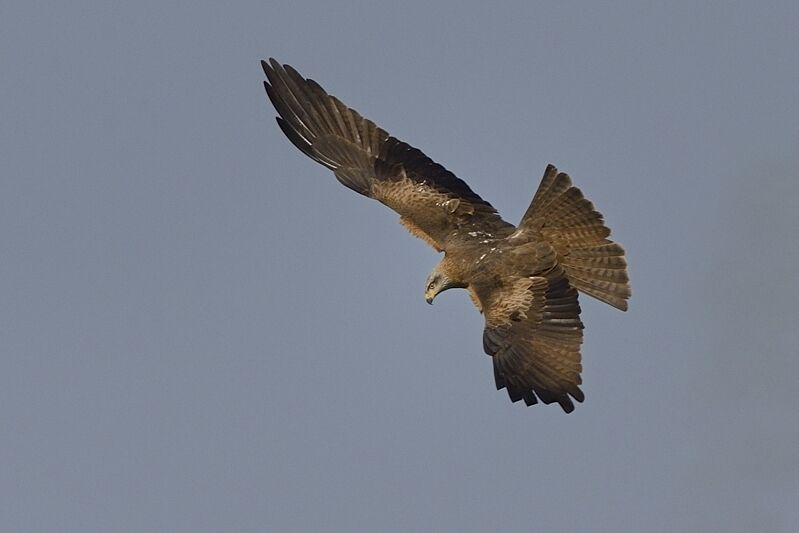 Black Kiteadult breeding, Flight