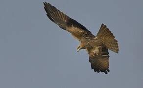 Black Kite