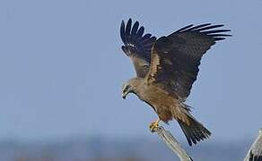 Black Kite