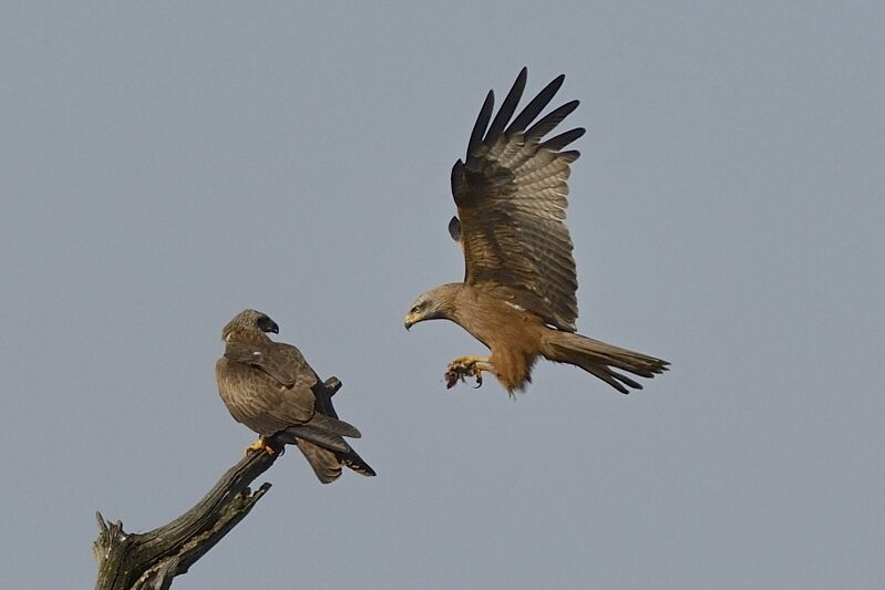 Black Kite male adult, Behaviour