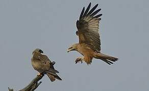 Black Kite