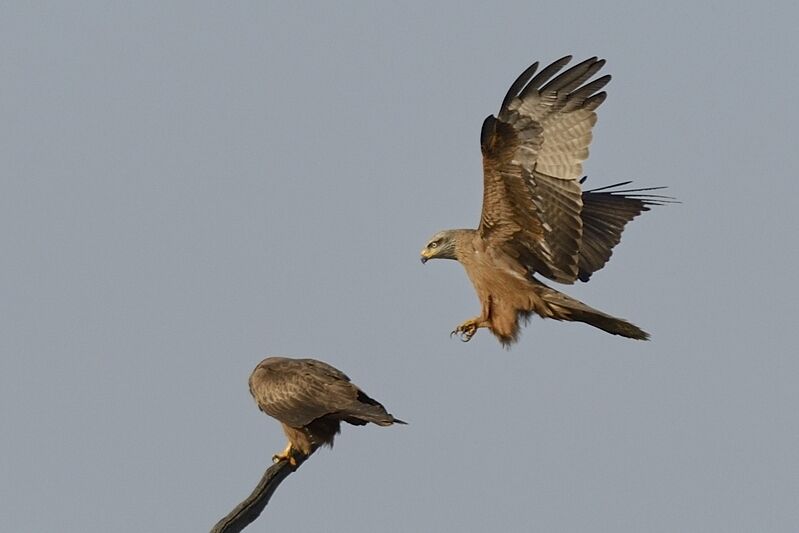 Black Kite male adult, Behaviour