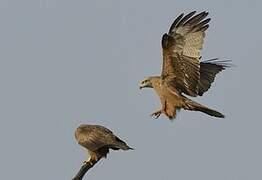 Black Kite