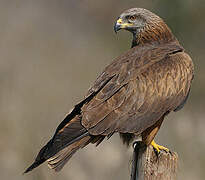 Black Kite