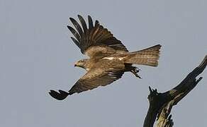 Black Kite