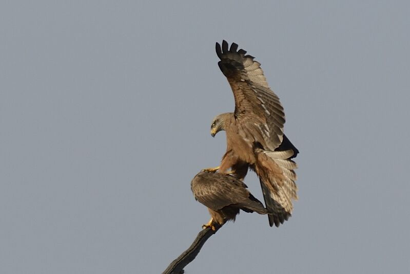 Black Kiteadult breeding, mating.