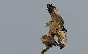 Black Kite