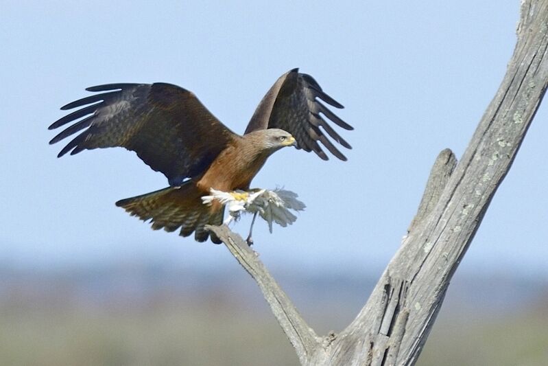 Black Kiteadult, fishing/hunting