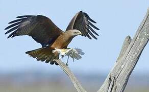 Black Kite