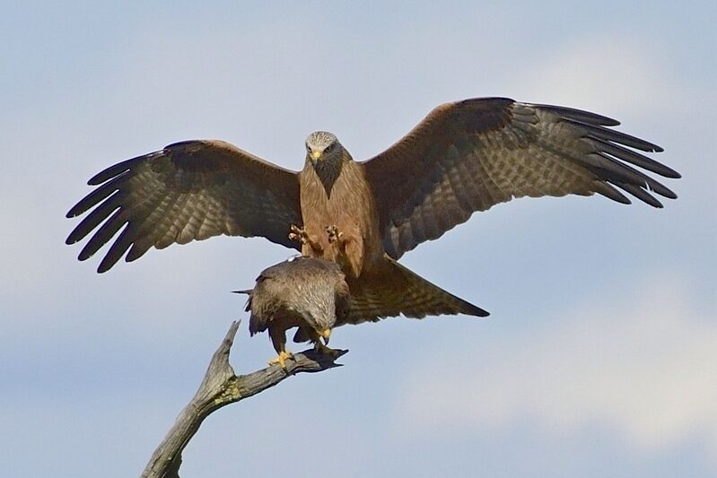 Black Kiteadult, mating.