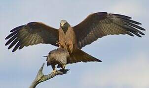 Black Kite