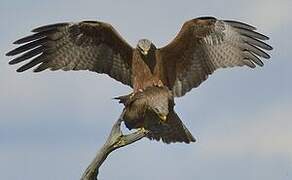 Black Kite