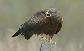 Black Kite