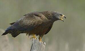 Black Kite