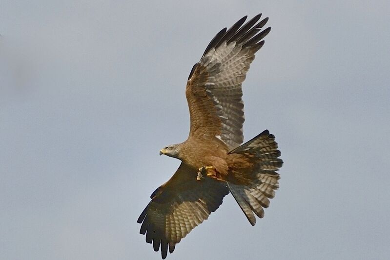 Black Kiteadult breeding, Flight