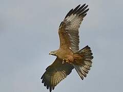 Black Kite