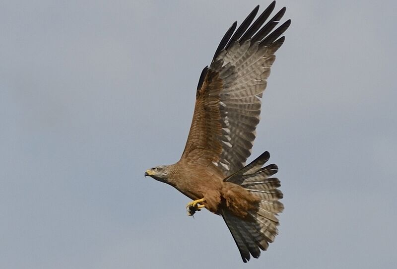 Black Kiteadult breeding, Flight