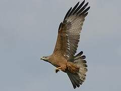 Black Kite