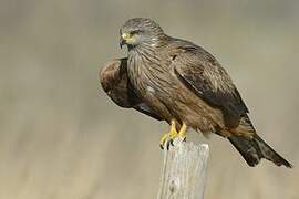 Black Kite