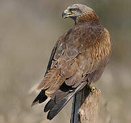 Black Kite