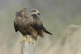 Black Kite