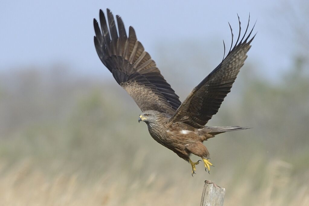 Black Kite