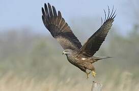 Black Kite