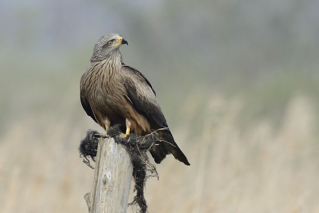 Black Kiteadult, close-up portrait