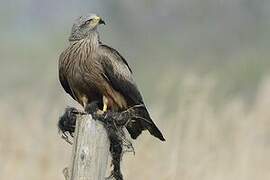 Black Kite