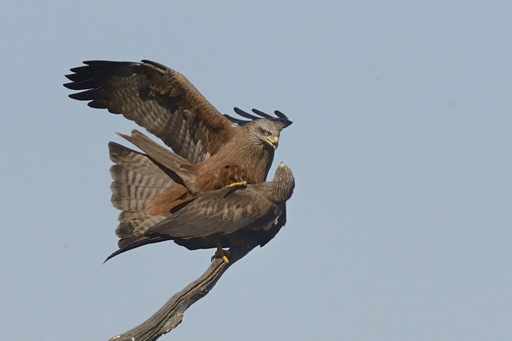 Black Kiteadult breeding, mating.