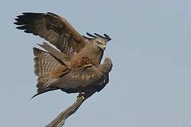 Black Kite