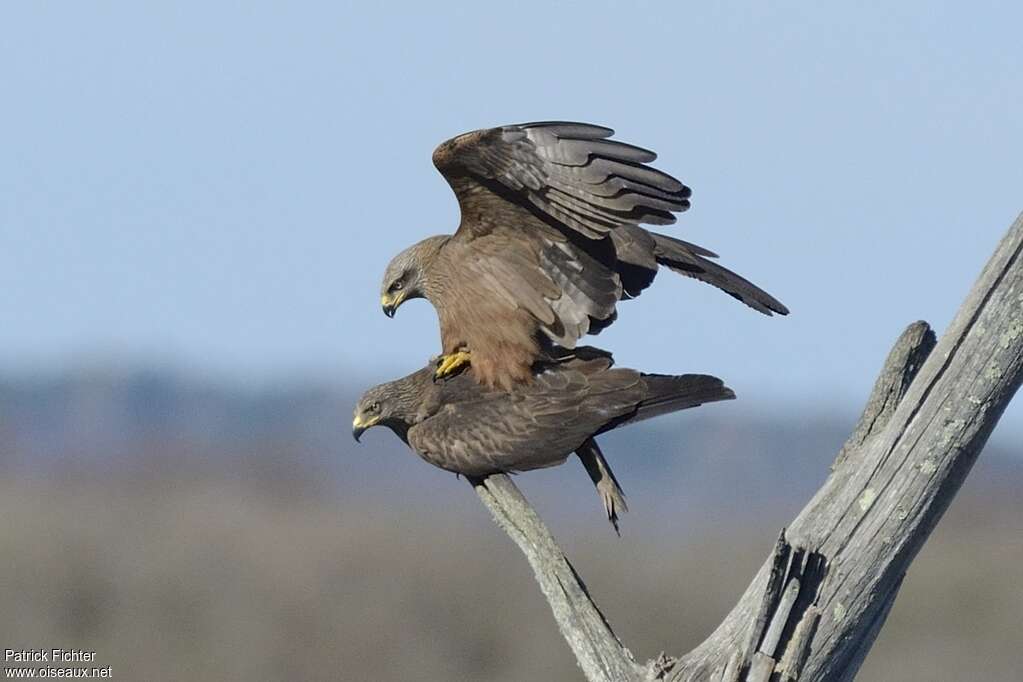 Black Kiteadult breeding, mating.