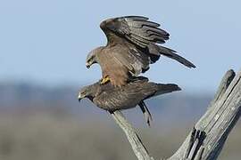 Black Kite