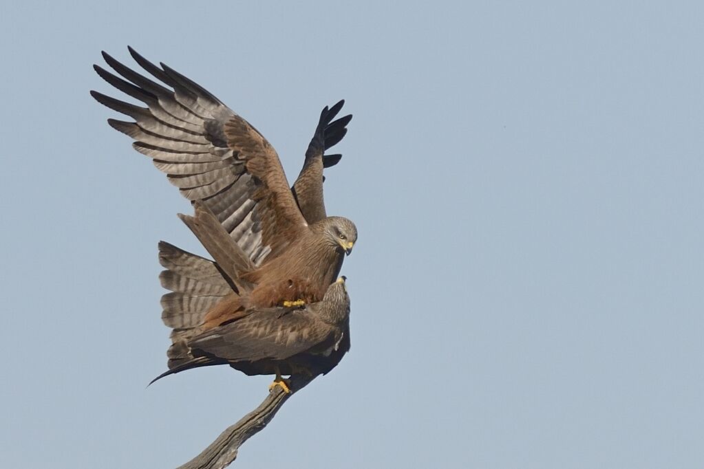 Black Kiteadult breeding, mating.