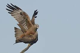 Black Kite