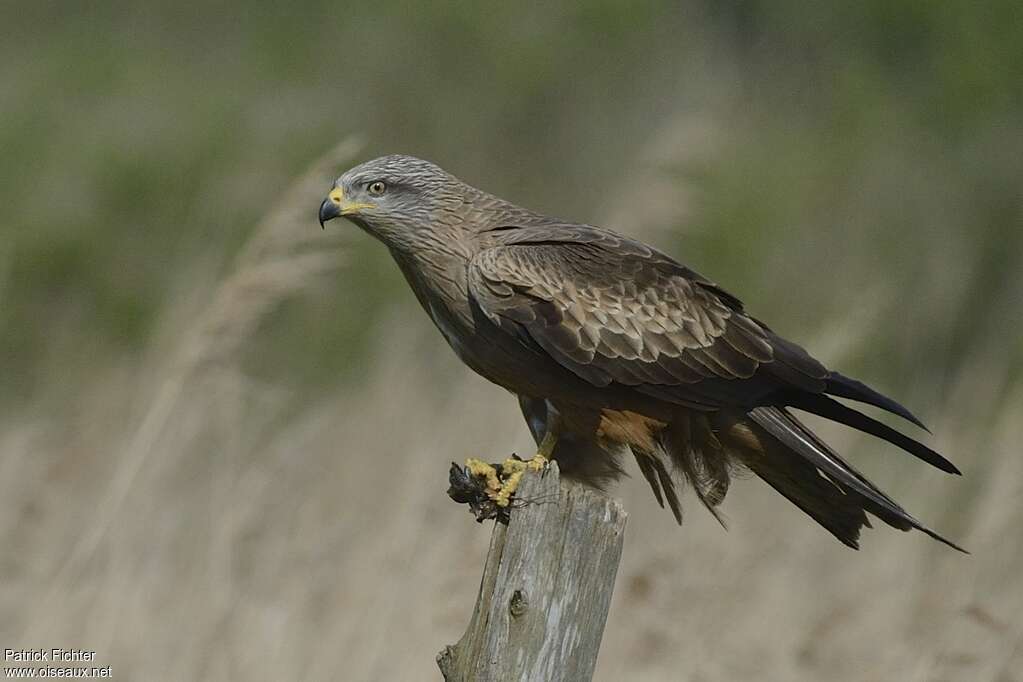 Black Kiteadult breeding, pigmentation, eats