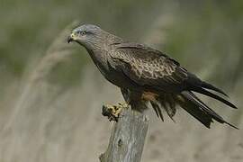 Black Kite