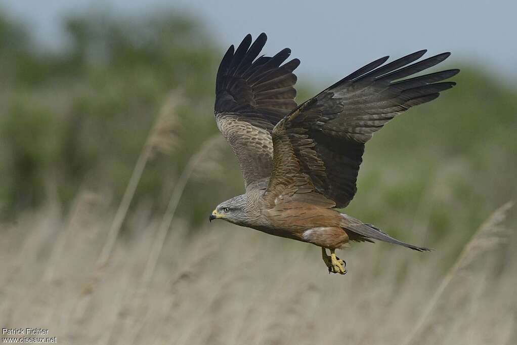 Black Kiteadult breeding, pigmentation, Flight