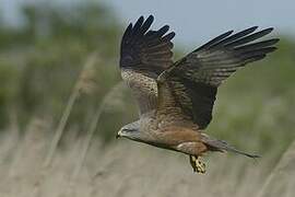 Black Kite